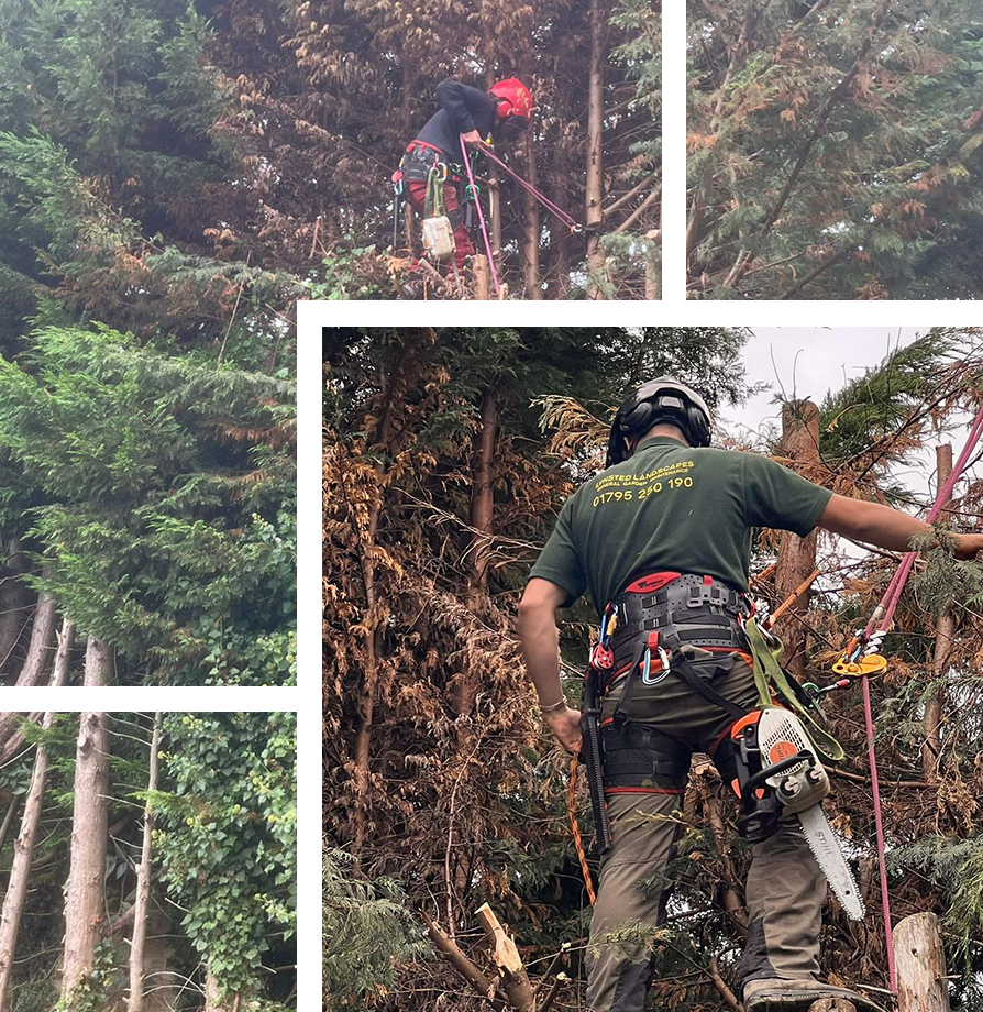 Tree Surgery Upper Goldstone